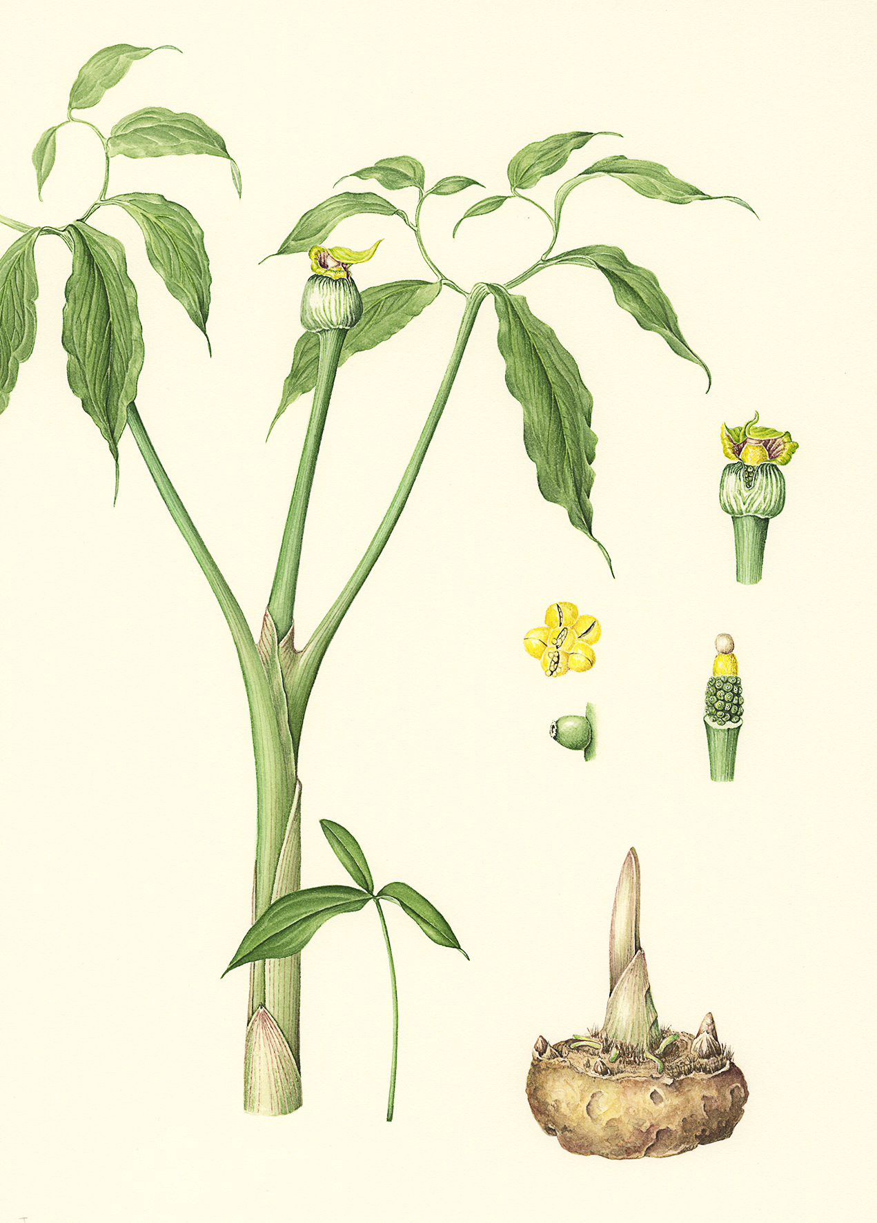 A.flavum.jpg