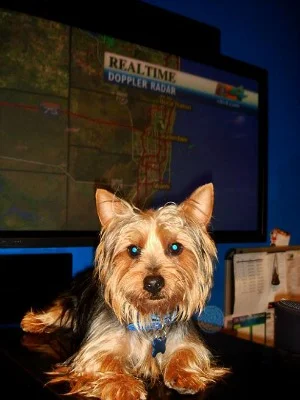 Miami Anchor Desperately Searches for his Dog