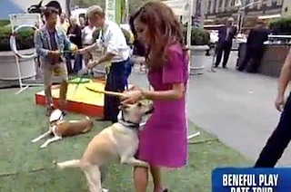 Can you Blame the Dog?