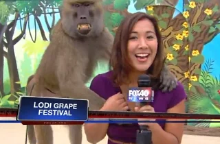 Sacramento Reporter Felt up by Baboon Live on the Air