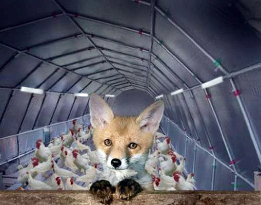 Putting a Fox in the Hen House