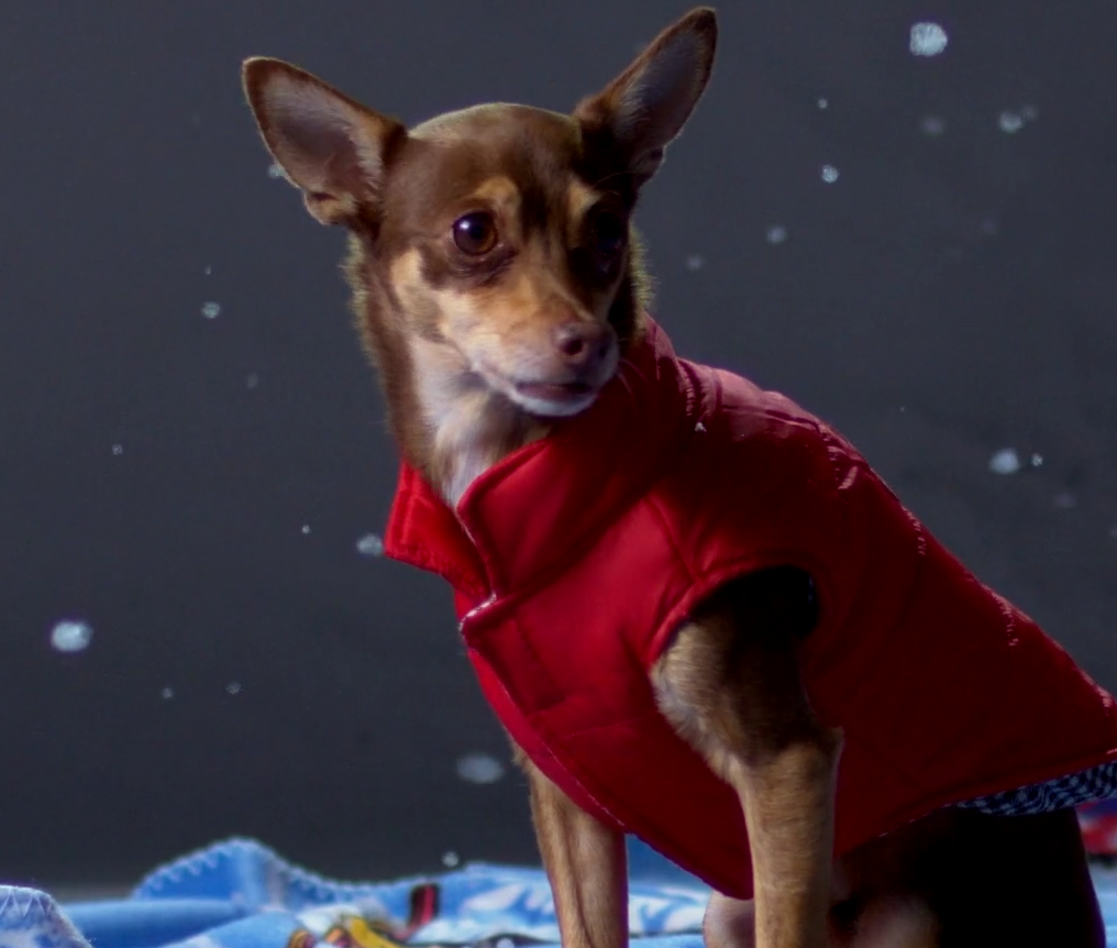 Dog Gone Promo