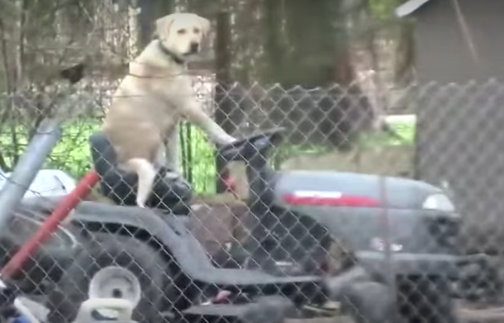 Dog Gone Breaking News