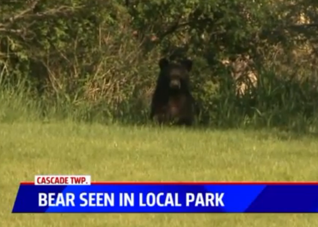 The Bear Facts 