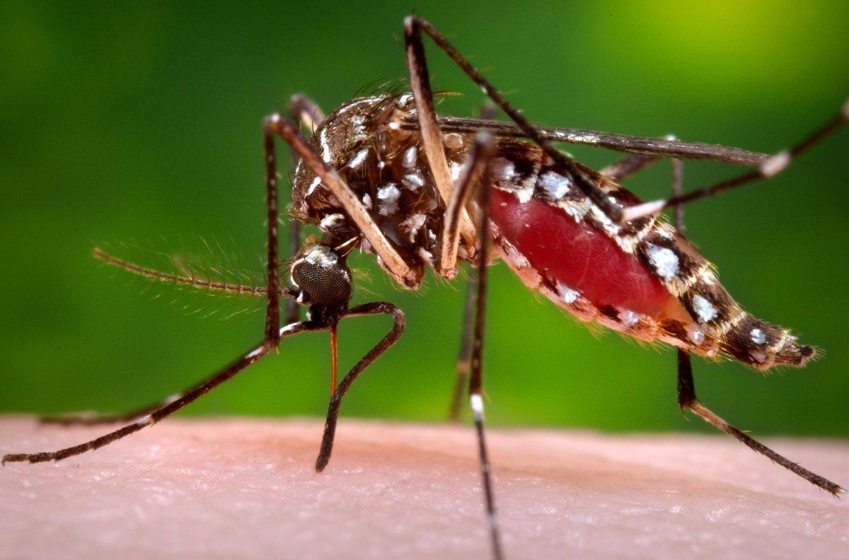 NBC Staffers Bow Out of Olympic Coverage because of Zika 