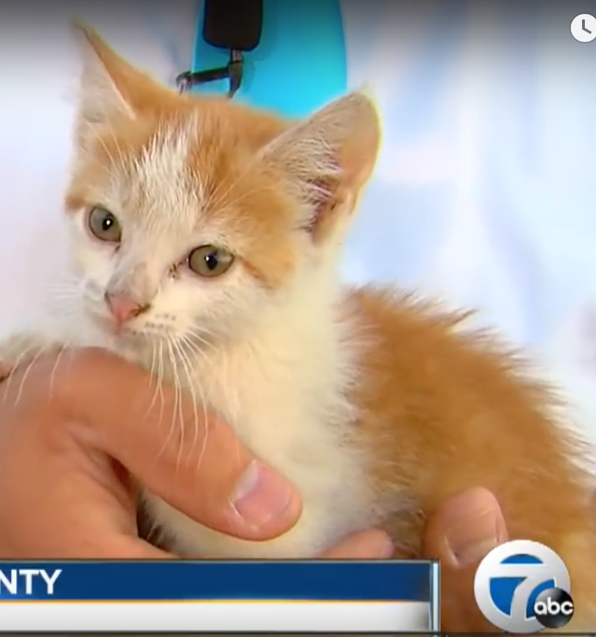 Live Shot Kitty Cat Update 