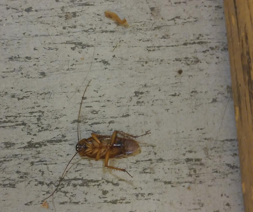 Cockroaches Invade Media General Station