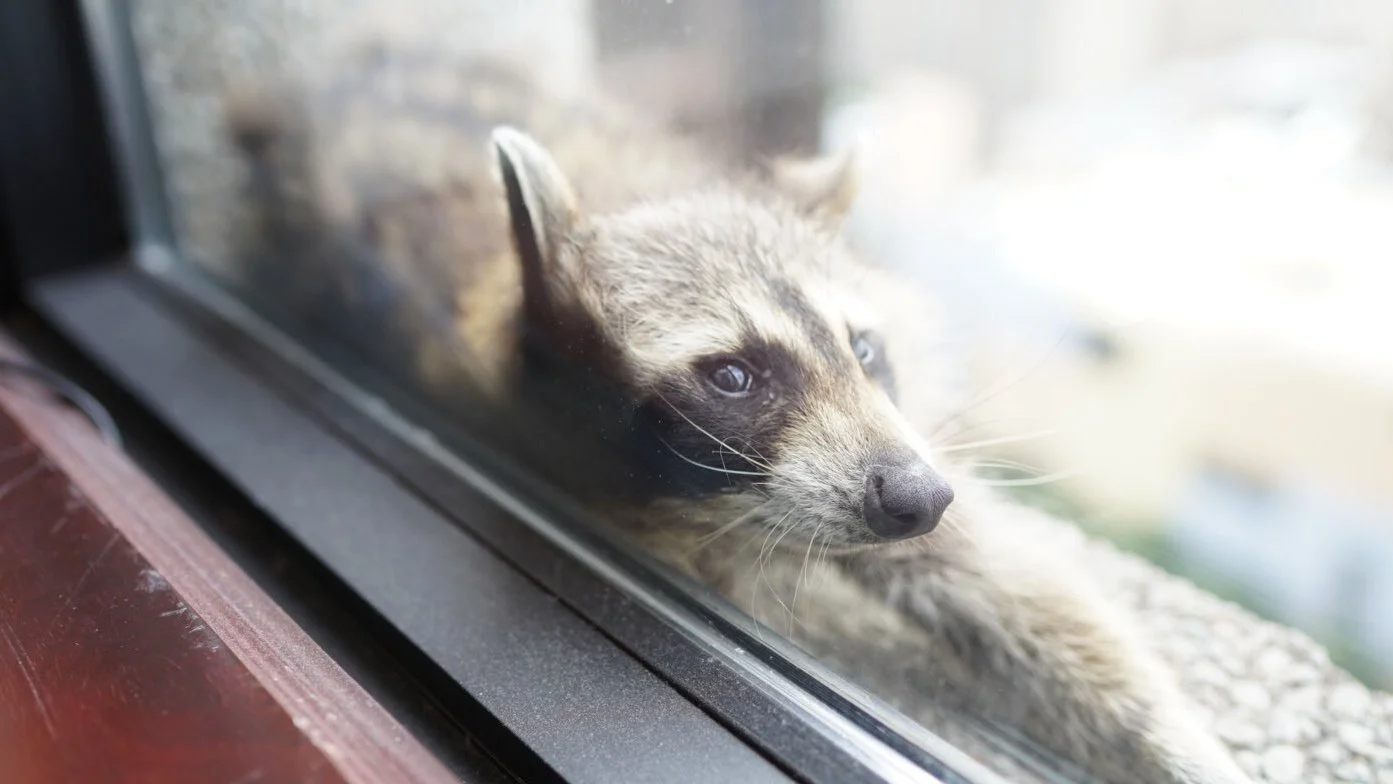 The Little Raccoon that Could 