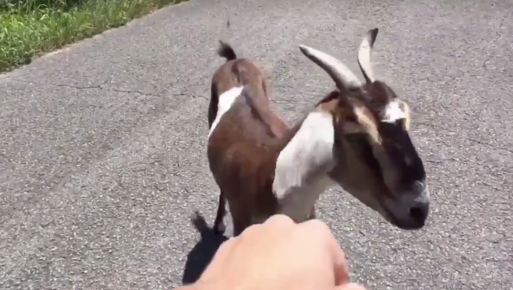 Sports Anchor vs. The GOAT 