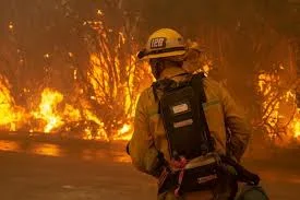 Dogs Rescued By TV Crew