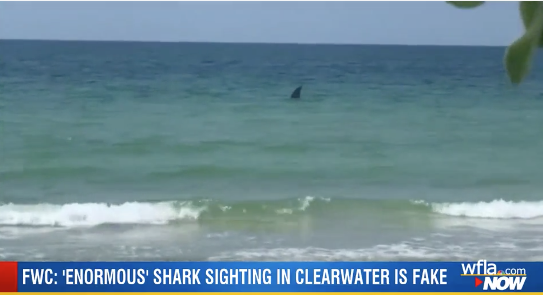 SHARK! .........oh wait....never mind