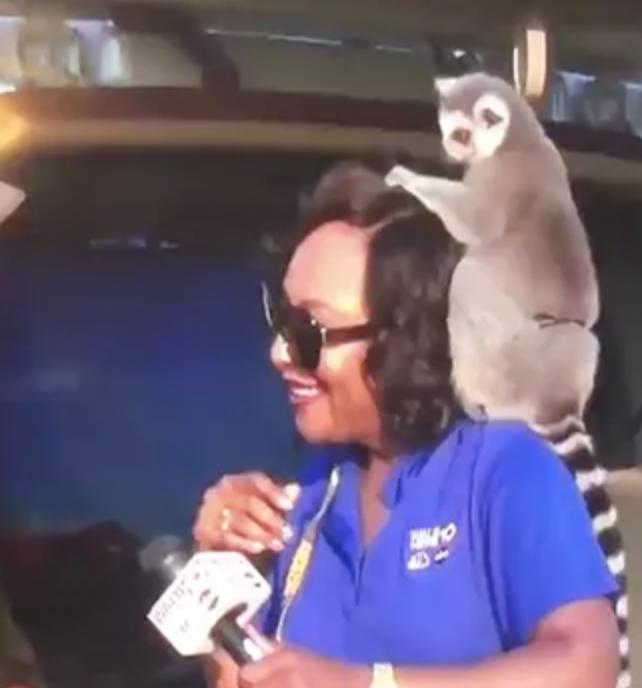 Reporter Loses Wig during Live Shot 