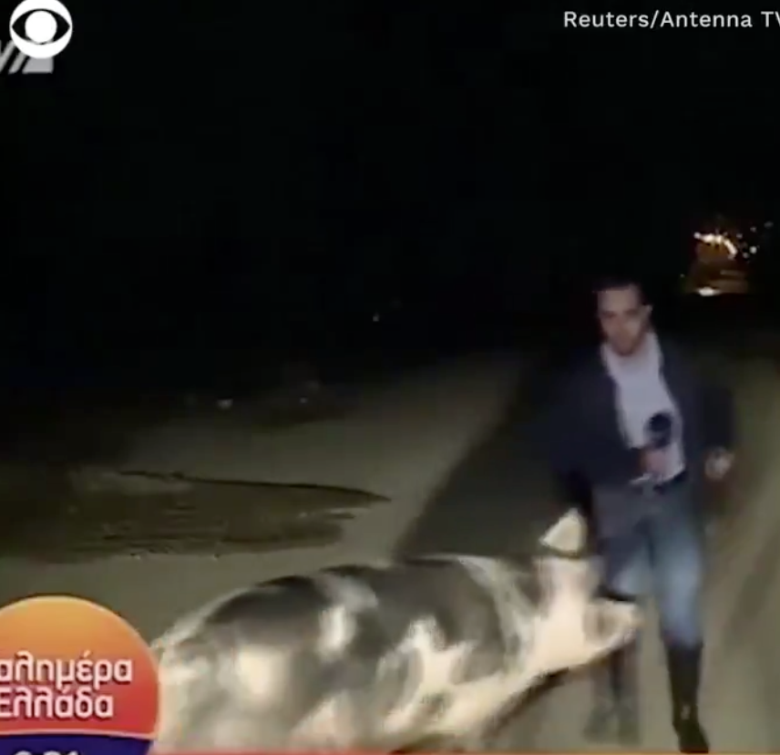 Hogging the Live Shot 