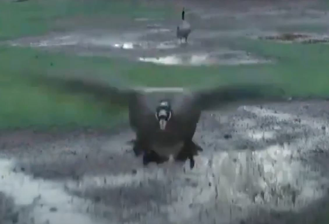 Goose vs Drone