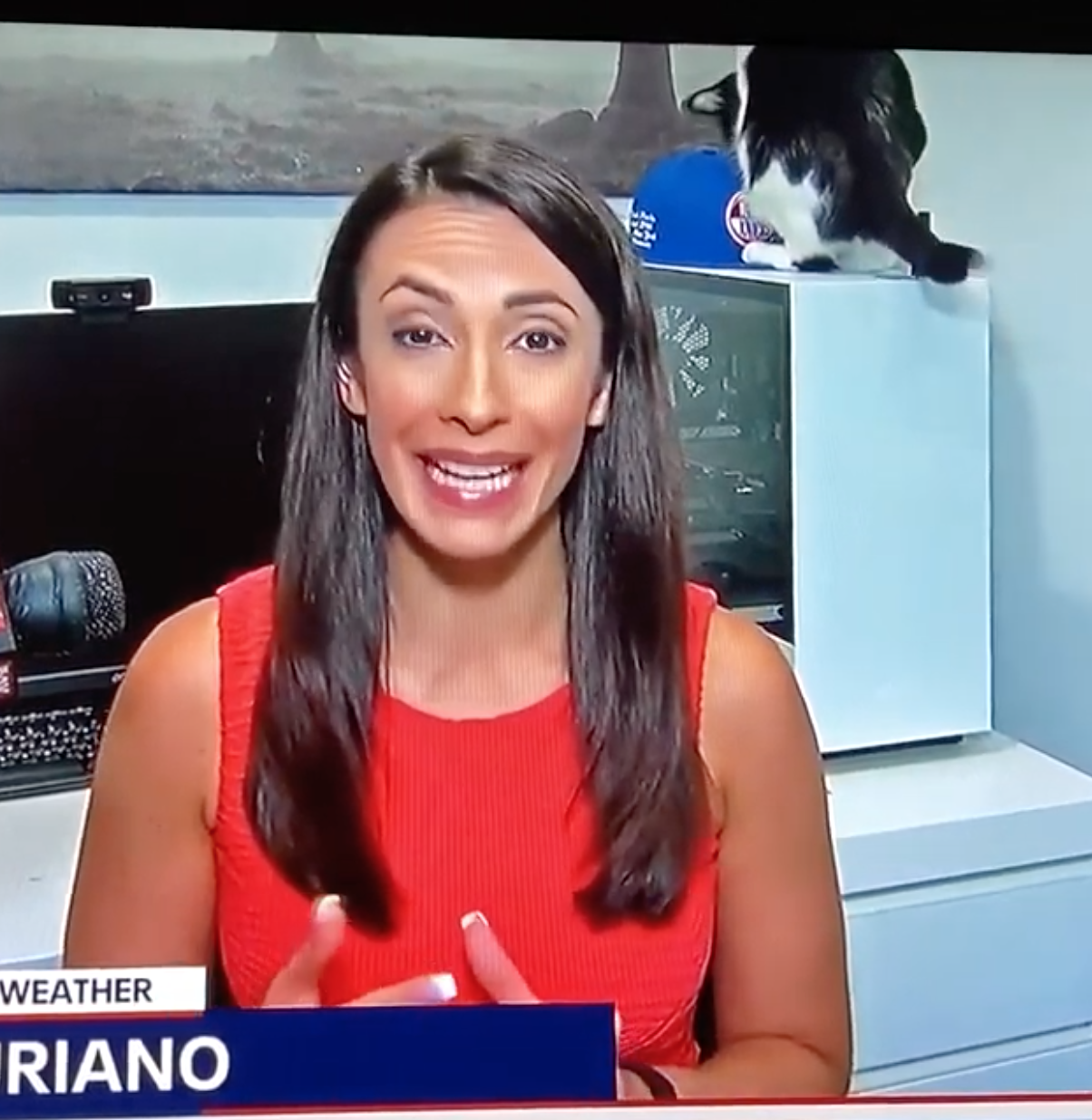 It Was Caturday on a Sunday 