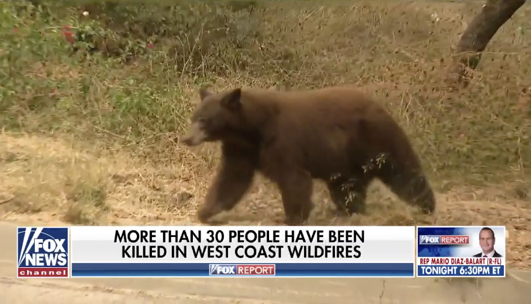 The Bear News 