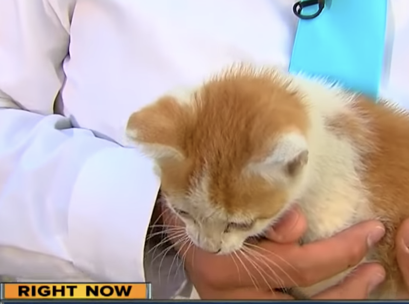 Stray Kitten Crashes Reporter’s Live Shot And Begs To Be Adopted (Update) 
