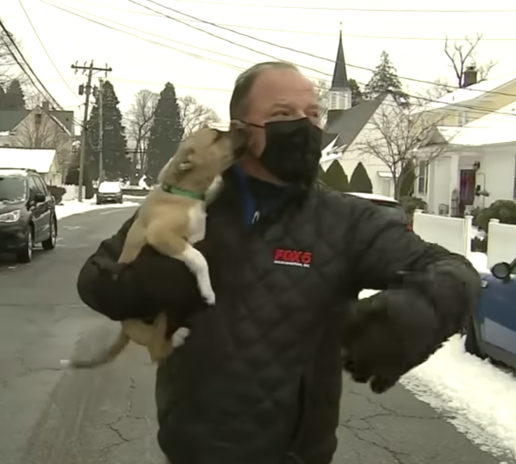 Puppy Crashes Live Shot
