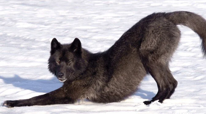 Sinclair Director Phones a Friend to Kill Wolf