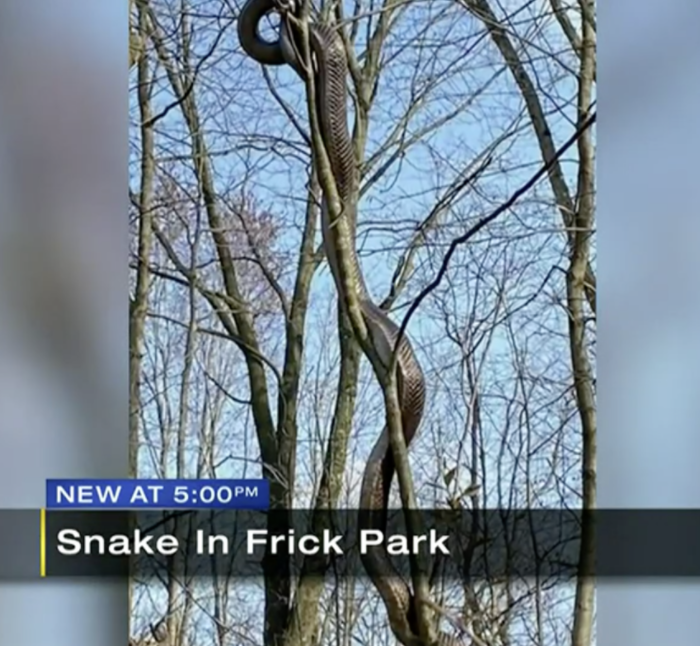 Snakes O̶n̶ ̶a̶ ̶P̶l̶a̶n̶e̶ in a Park 