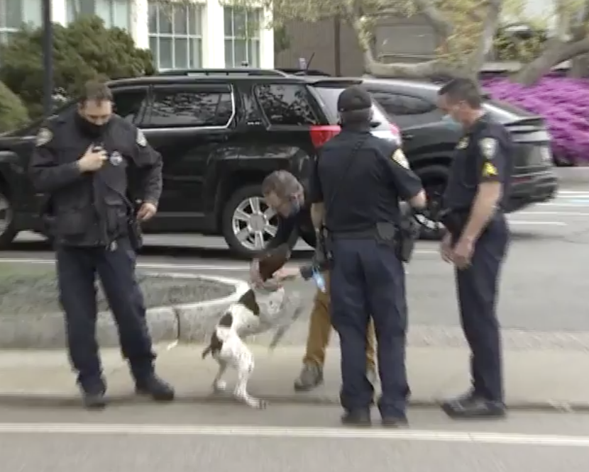 News Crew Spots Stolen Dog 