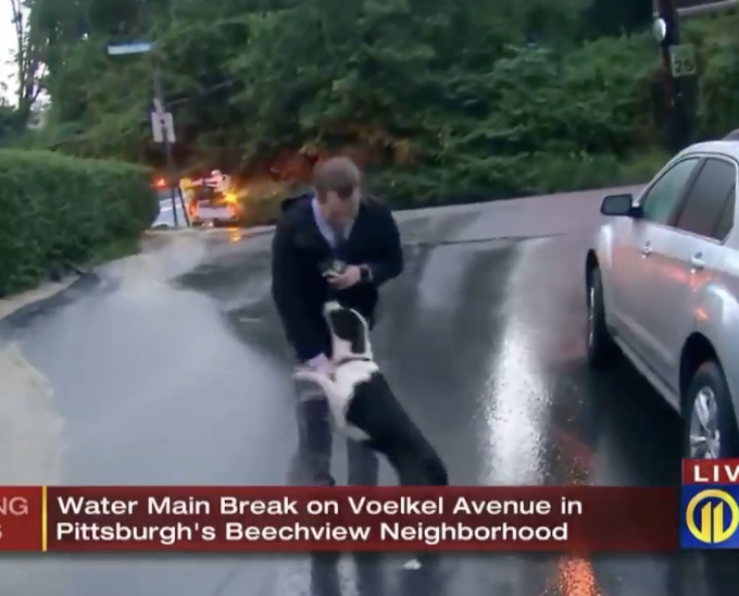 Dog Steals Live Shot