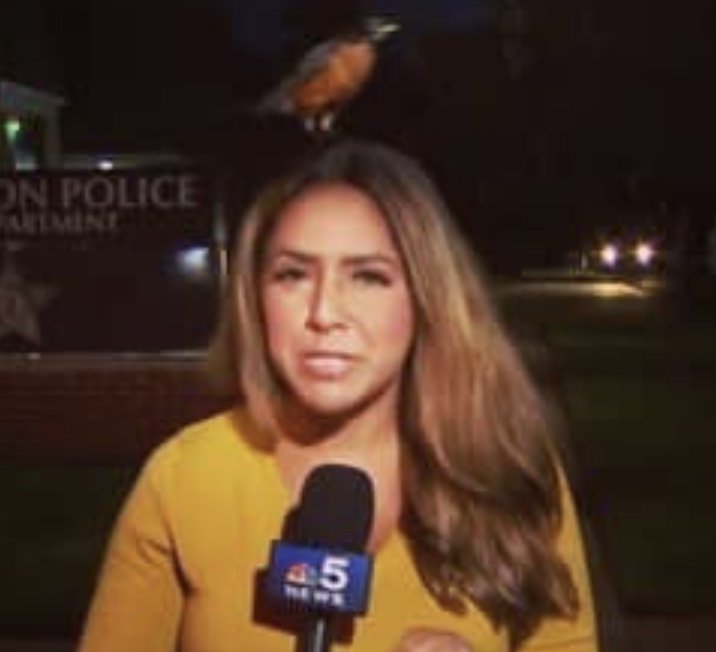 Bird Lands on Reporter During Live Shot 
