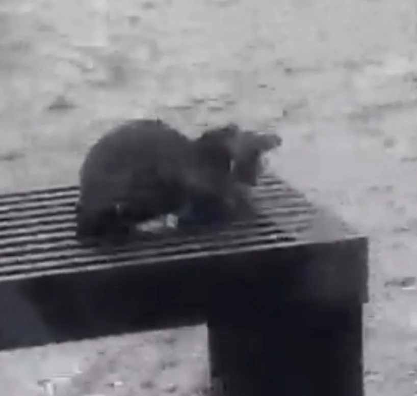 The Kitten on The Bench During Hurricane Ian 