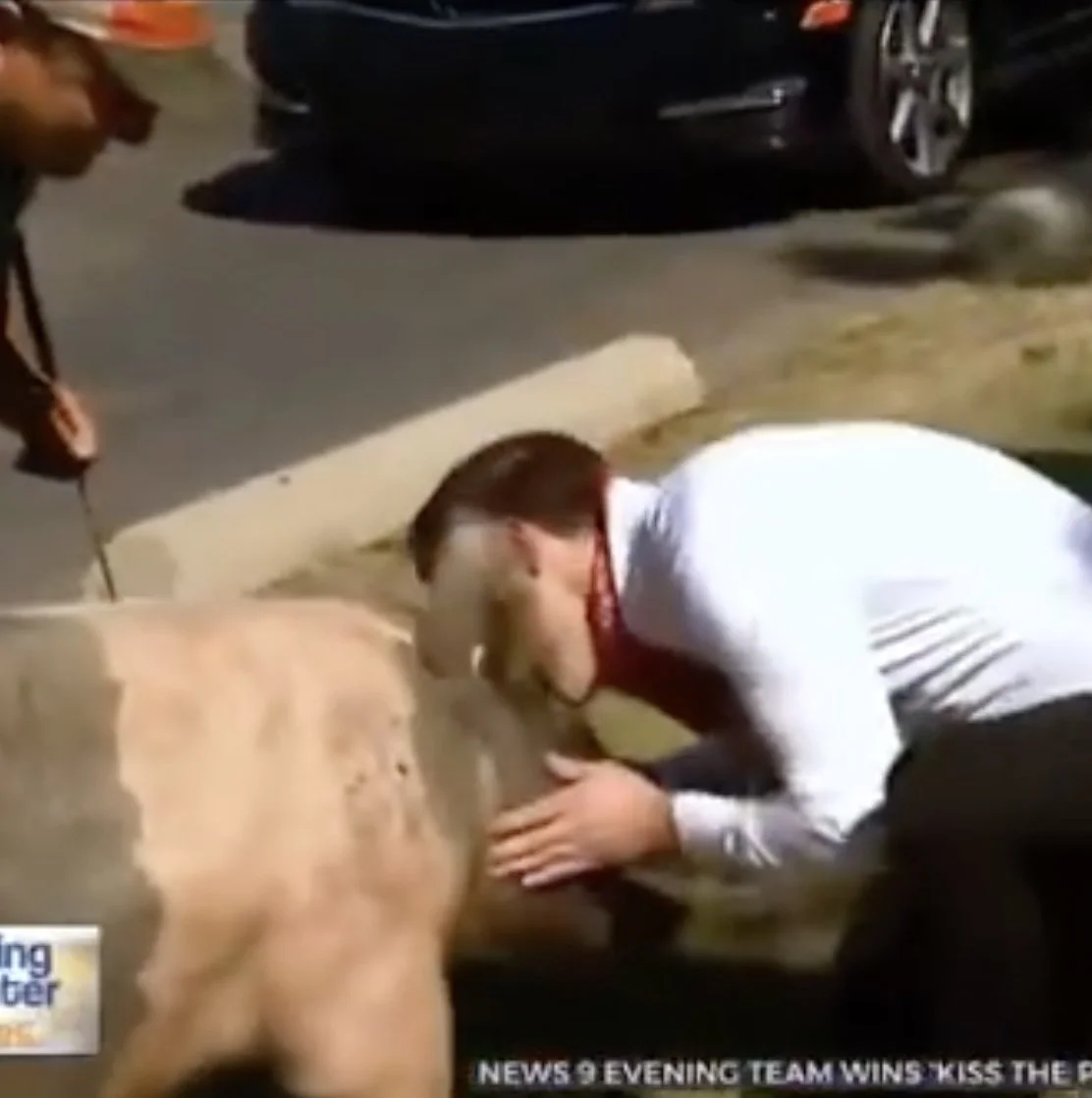 Poor Pig 