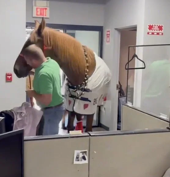 Stop Horsing Around...