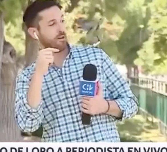 Bird Steals Reporter's AirPod