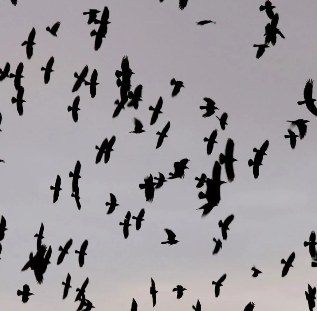 Leading the Newscast.....BIRDS!!!!! 