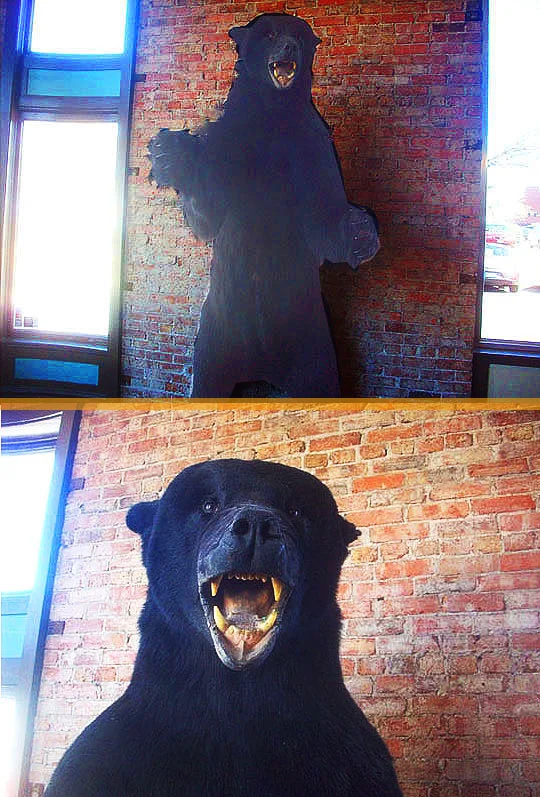 5. bear_oct18-17.jpg