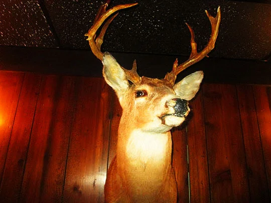 13. ohdeer_jan29-19.jpg