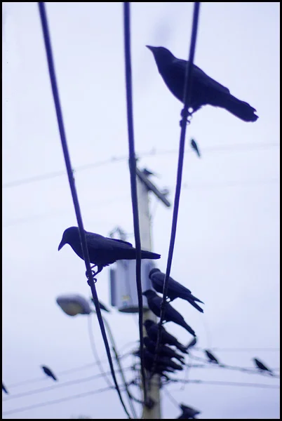 ©KimSinclair