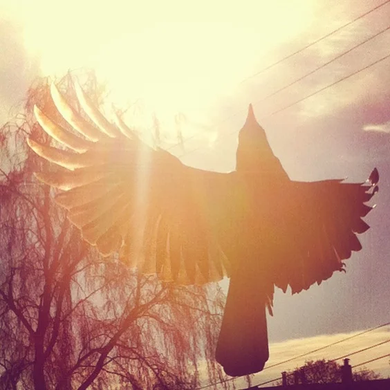 Phoenix Crow