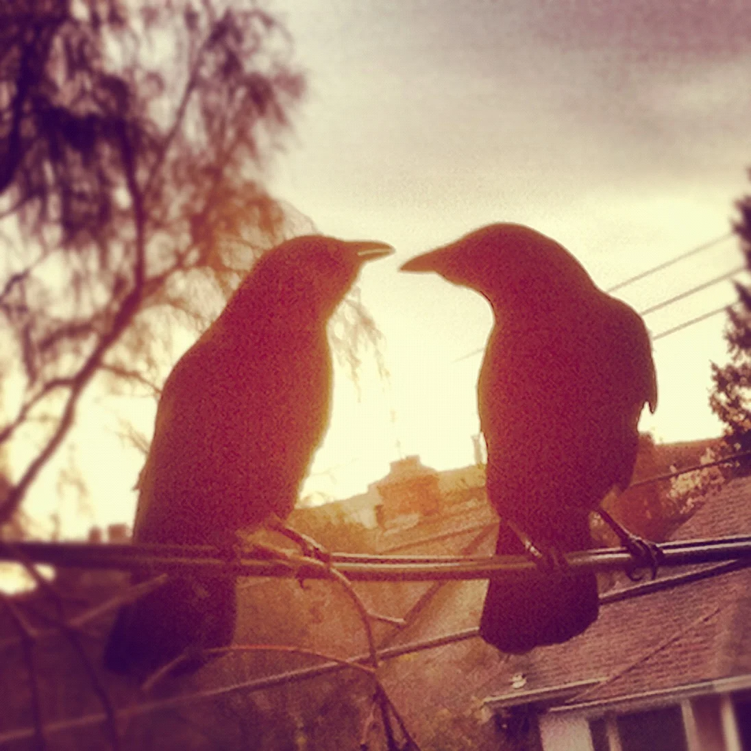 Crow Love
