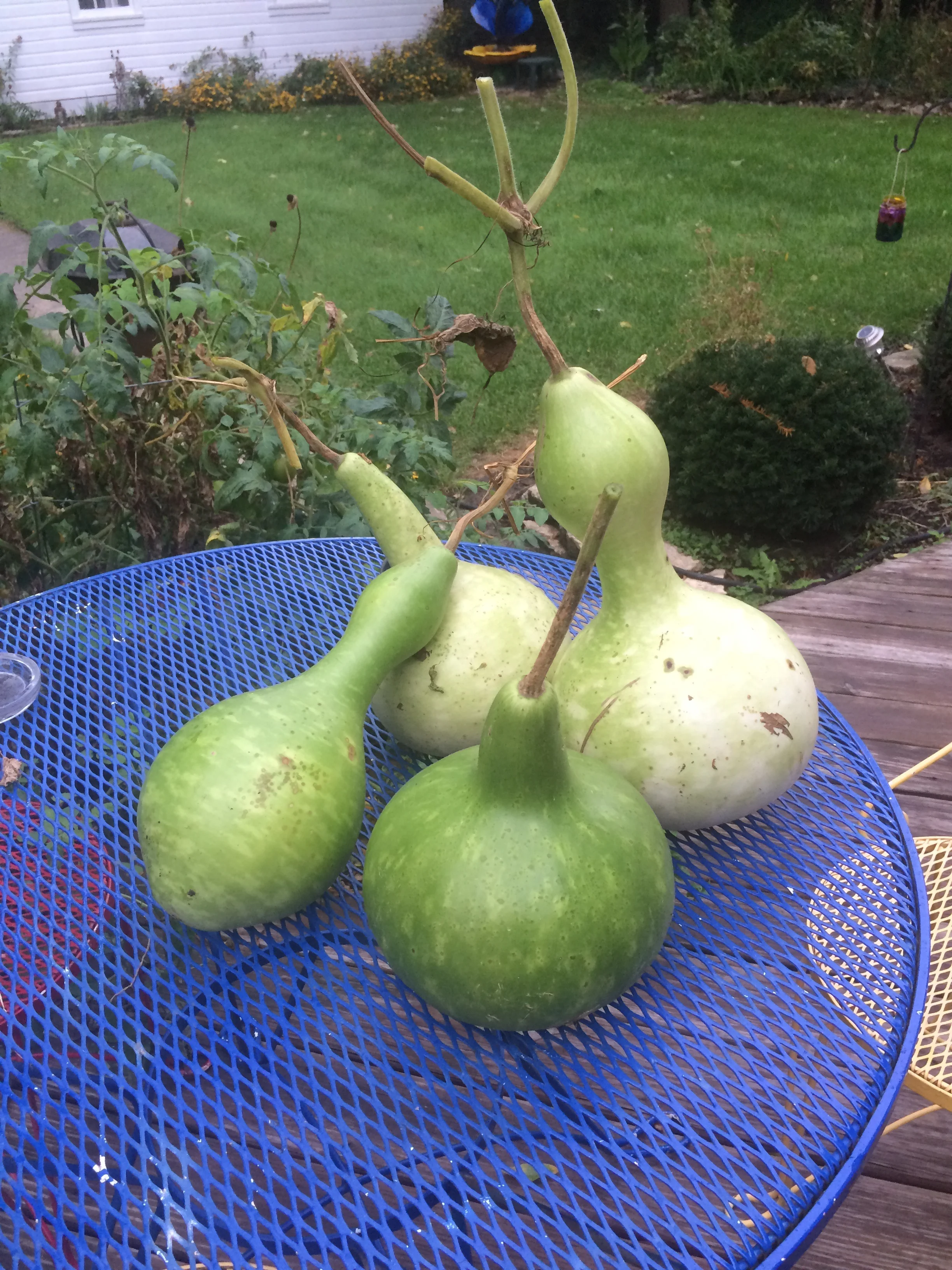 The 2016 Gourd Harvest
