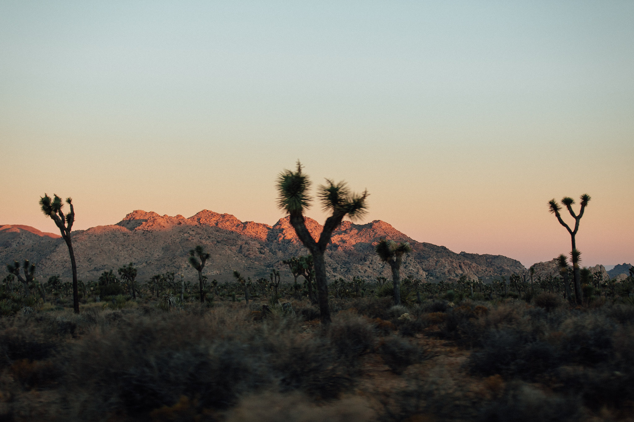 joshua-tree-engagement-session_marble-rye-photography-JA8.JPG