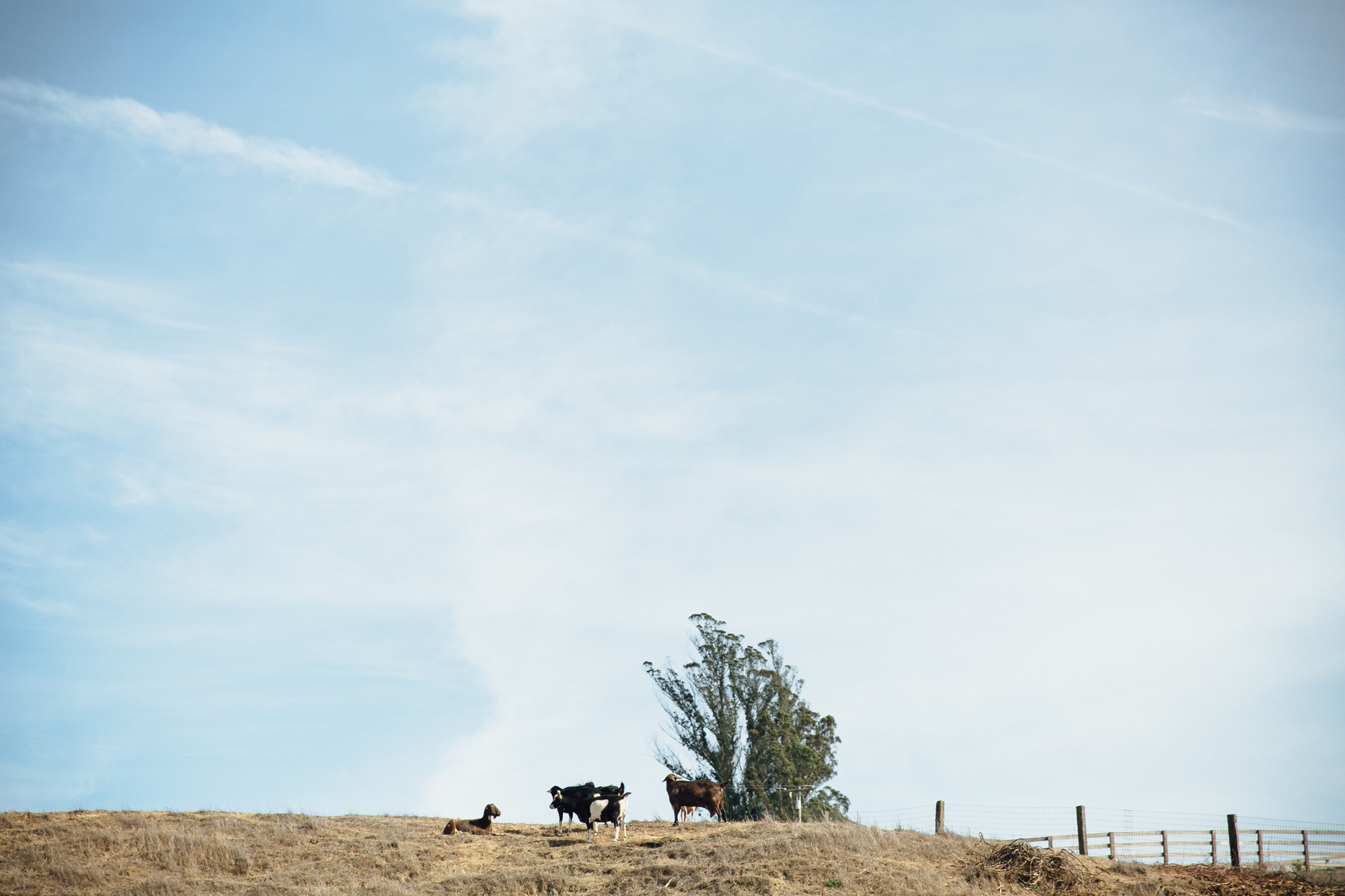  A sweet fall wedding at Bloomfield Farms in Petaluma, California. 