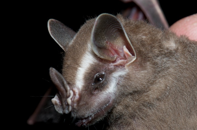 Corrolia Fruit Bat.jpg