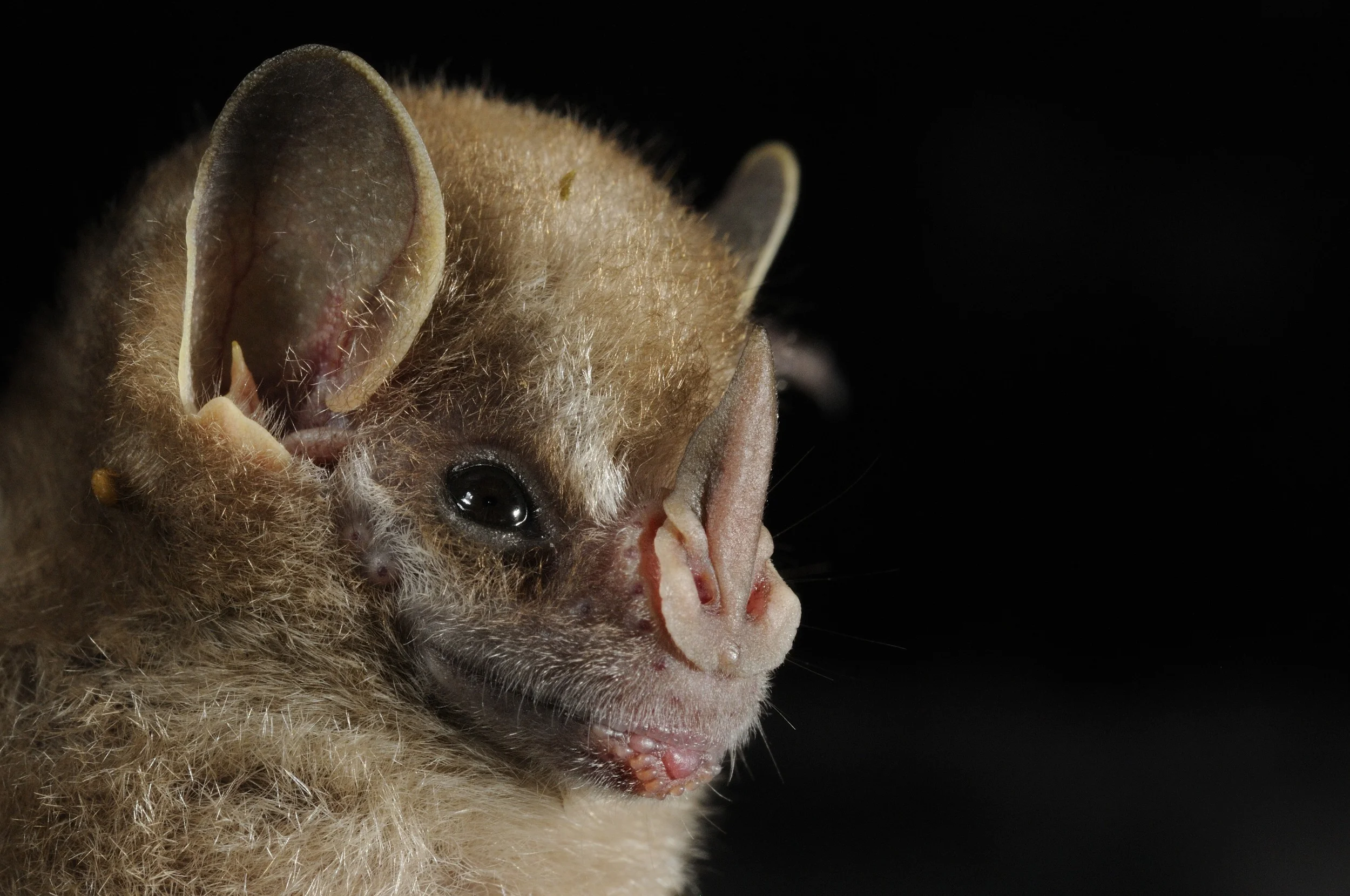 Vamypressa thyone _DSC9671.JPG