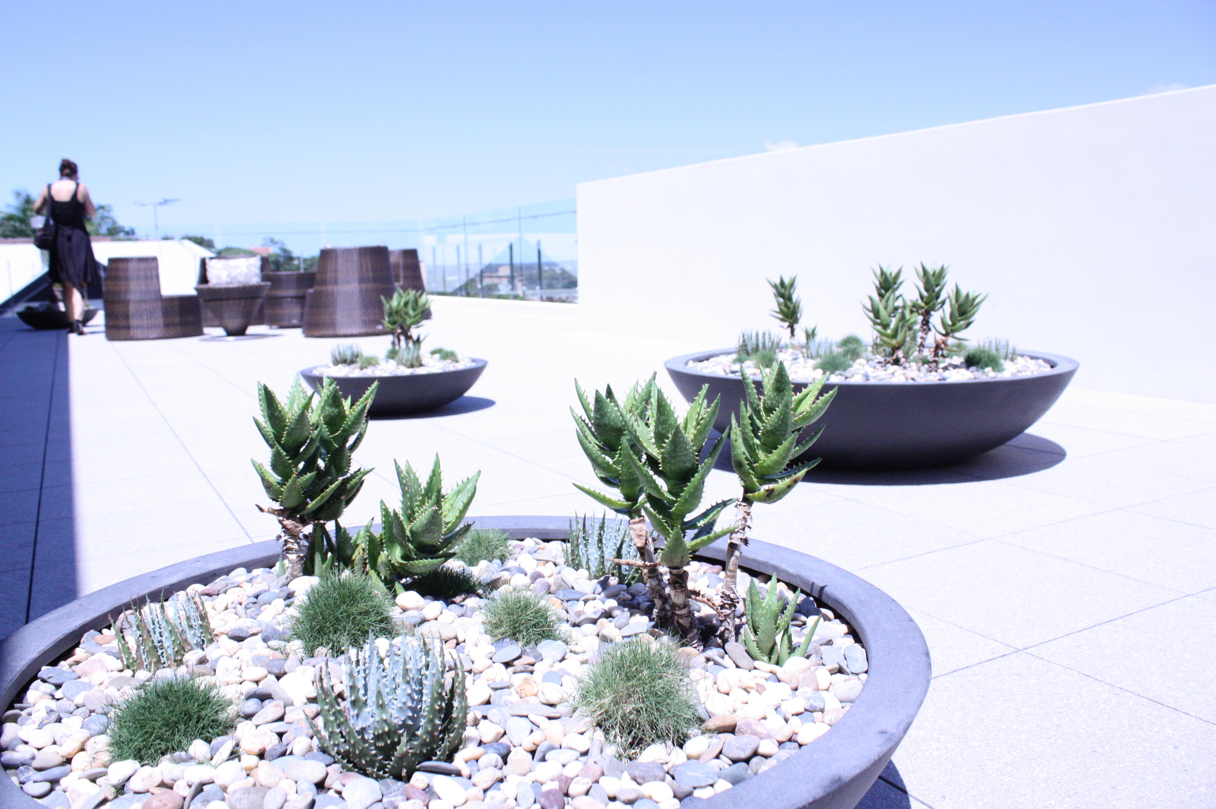 hamilton-rooftop-landscape-design-SEED5.JPG