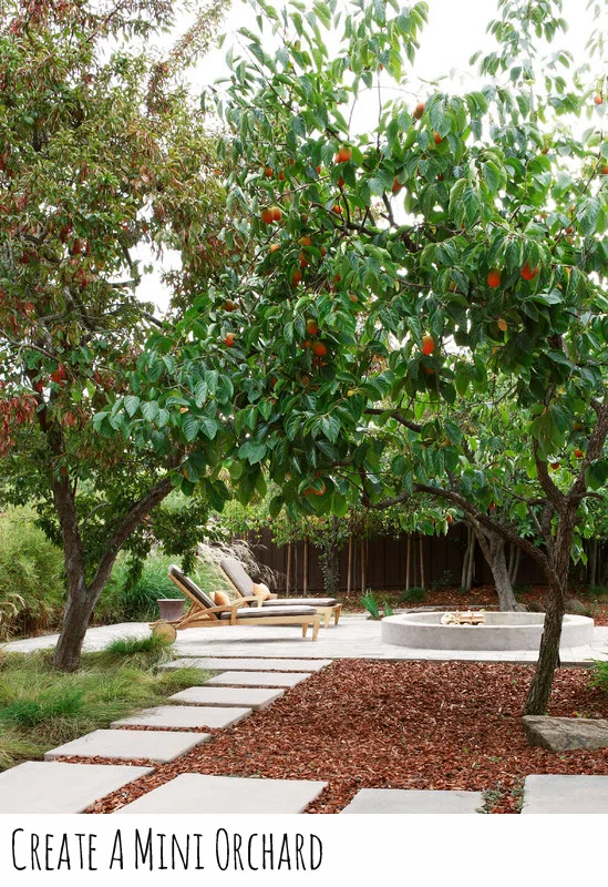 create-mini-orchard.jpg