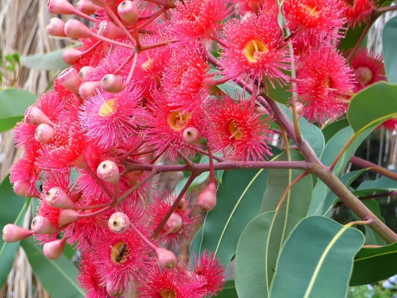 eucalyptus-summer-red.jpg