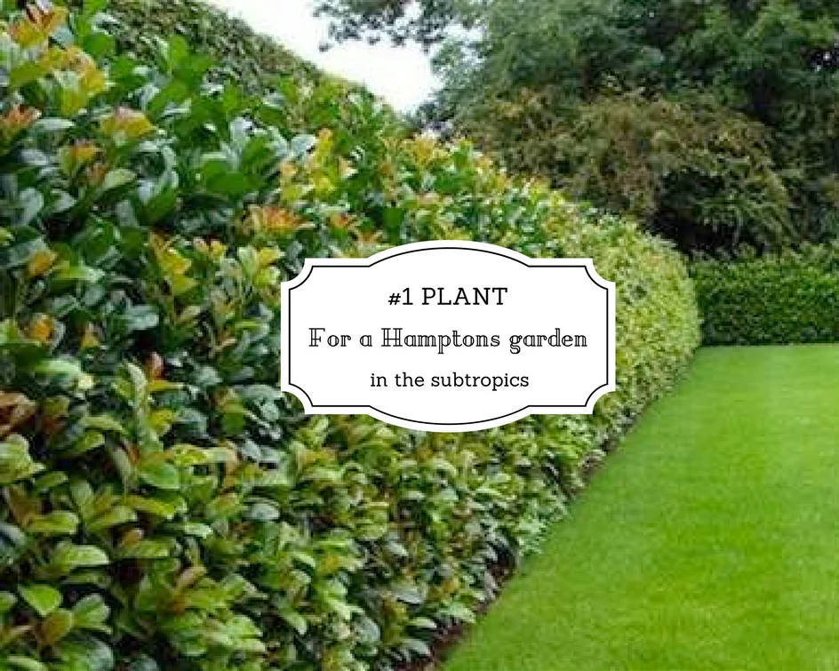 #1 Plant for a Hamptons garden in the subtropics