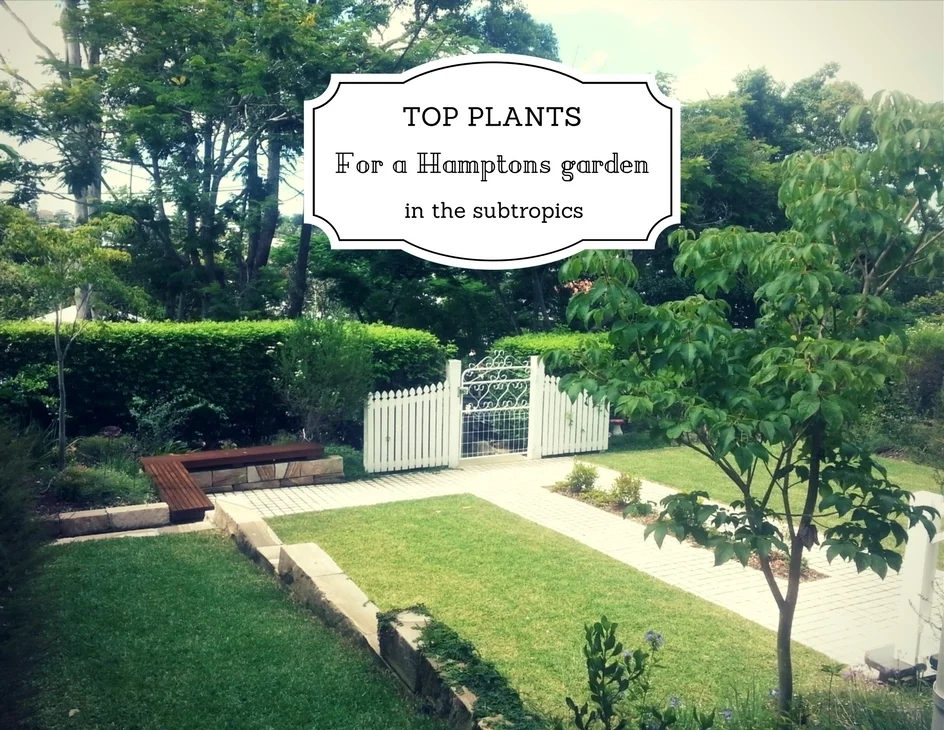  Best plants for a Hamptons garden in Brisbane