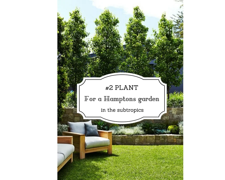 #2 Plant for a Hamptons garden in the subtropics