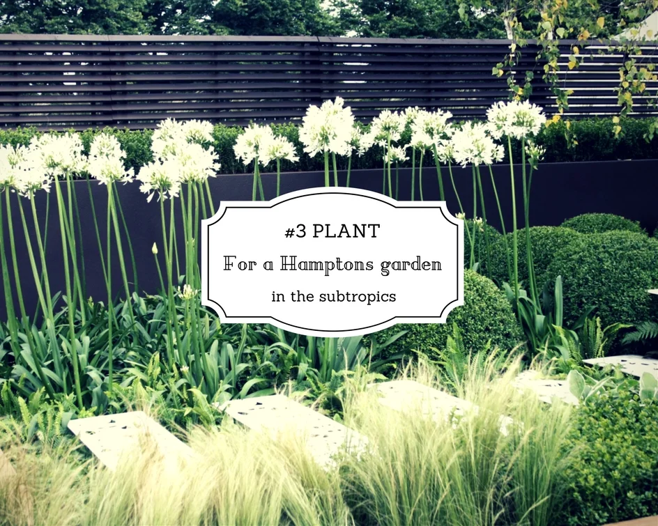 #3 Plant for the Hamptons garden in the subtropics