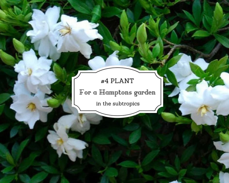 #4 Plant for a Hamptons garden in the subtropics